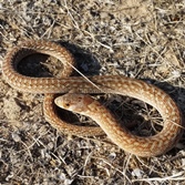 Hooded Scaly-foot