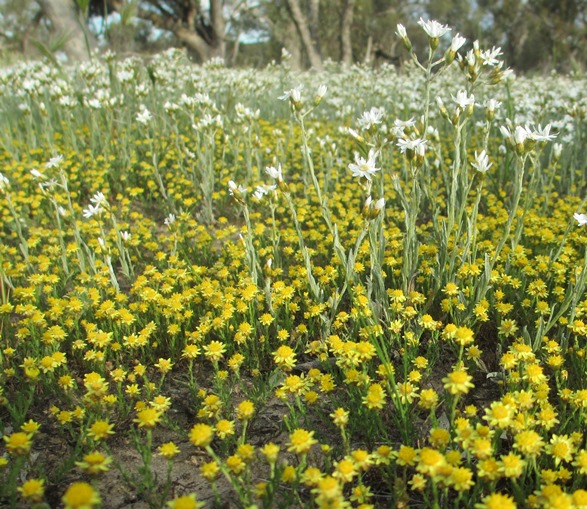 Native wildflowers after long-term stock exclusion