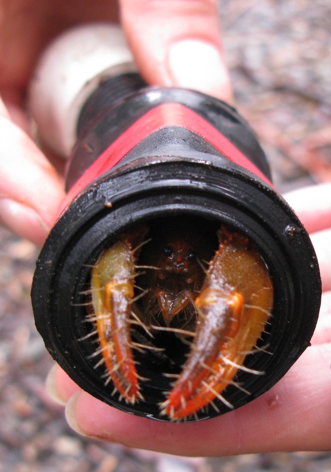 Burrowing crayfish captured in a modified Norrocky trap design