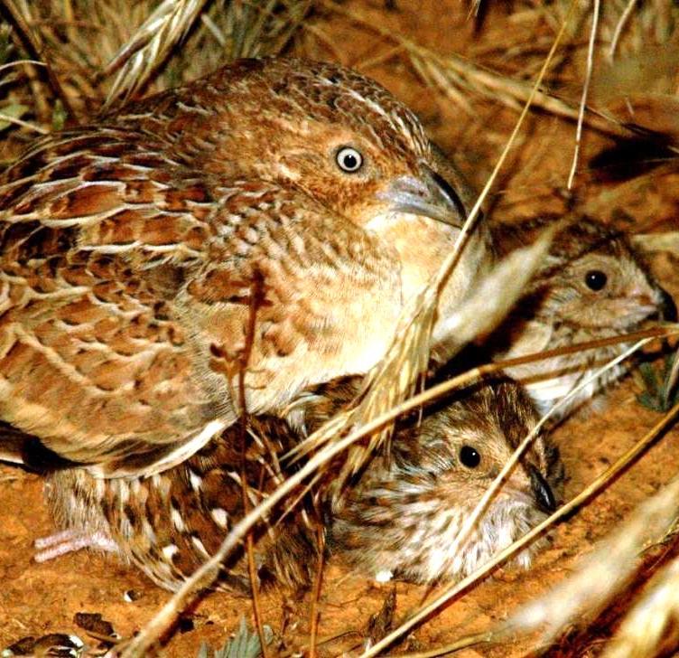 Plains-wanderers are ground-dwelling birds of sparse native grasslands; here a male shelters two chicks