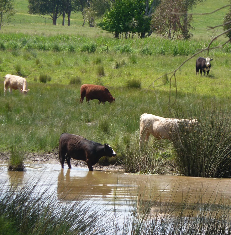 Cows grazing in a wetland