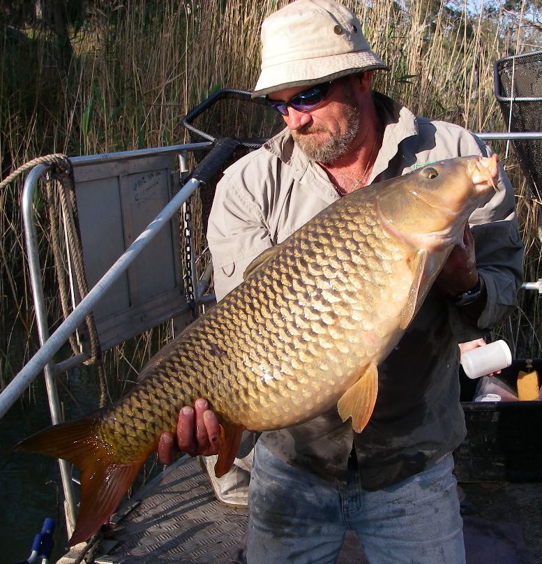 A large, gravid female Carp