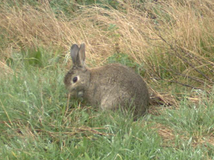 A feral rabbit