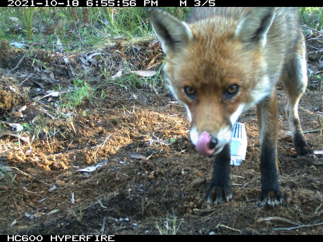 fox in camera trap licking lips
