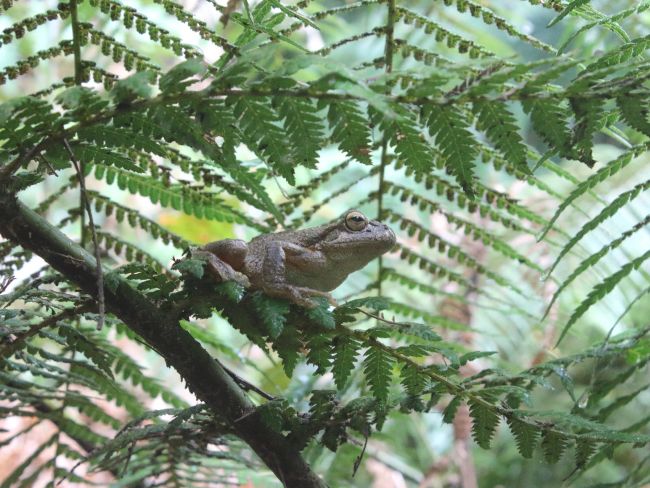 watsons tree frog on fern