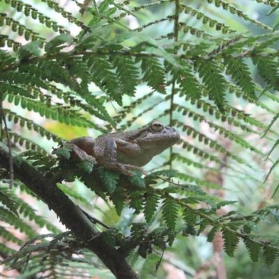 Watson's tree frog on fern