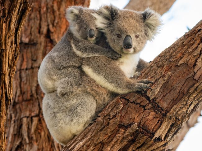 Koala mother and joey