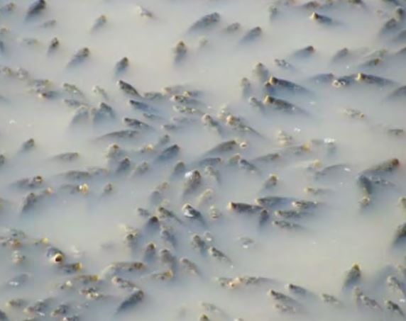 A mass of juvenile carp within floodplain waters