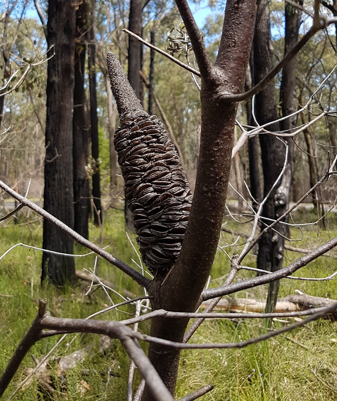 Mature Banksia spinulosa cone