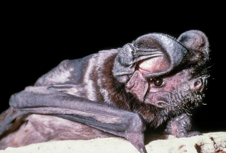 White-striped freetail bat -web- Lindy Lumsden