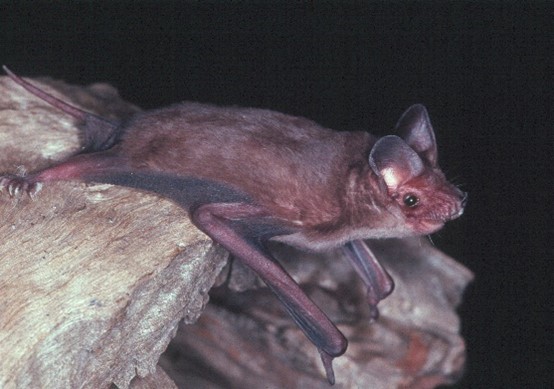 Eastern Freetail Bat (Ozimops ridei) by Lindy Lumsden