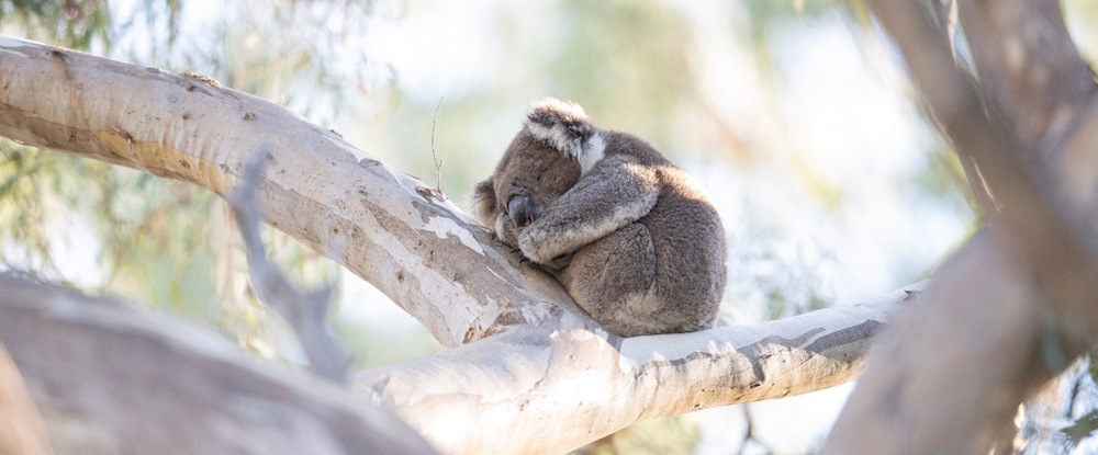 Sleeping koala - photo by Justin Cally