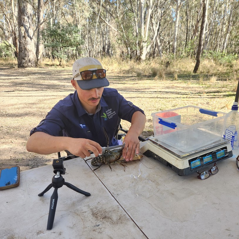 Measuring a Murray Spiny Crayfish