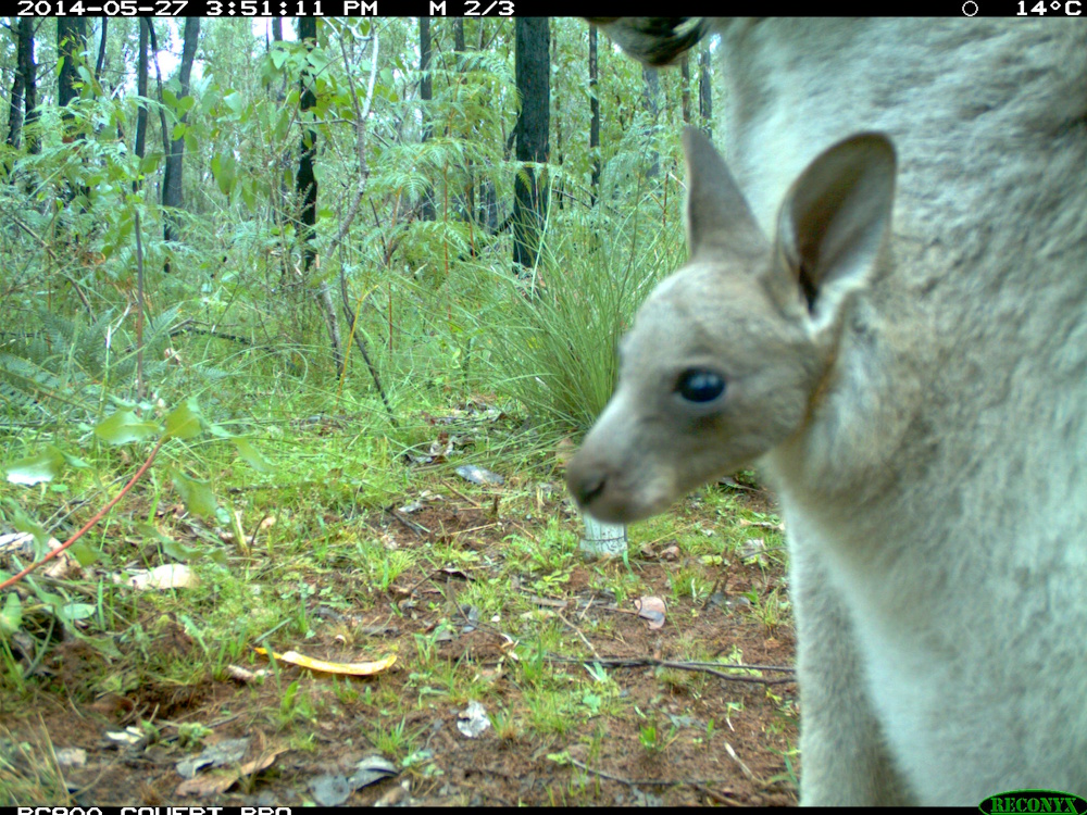 Kangaroo joey in pouch