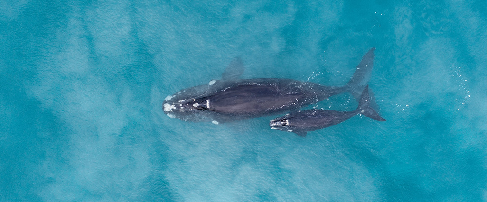 Southern Right Whale and calf