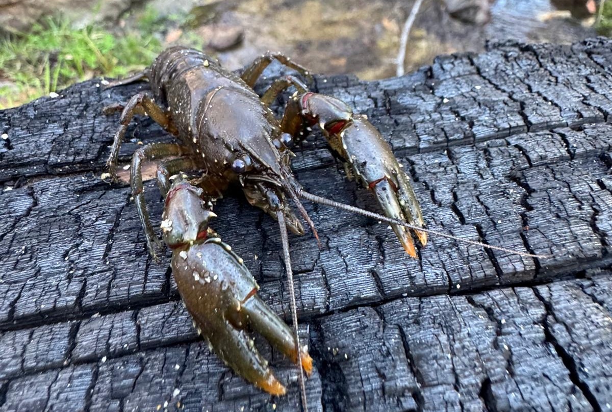 Alpine Spiny Crayfish