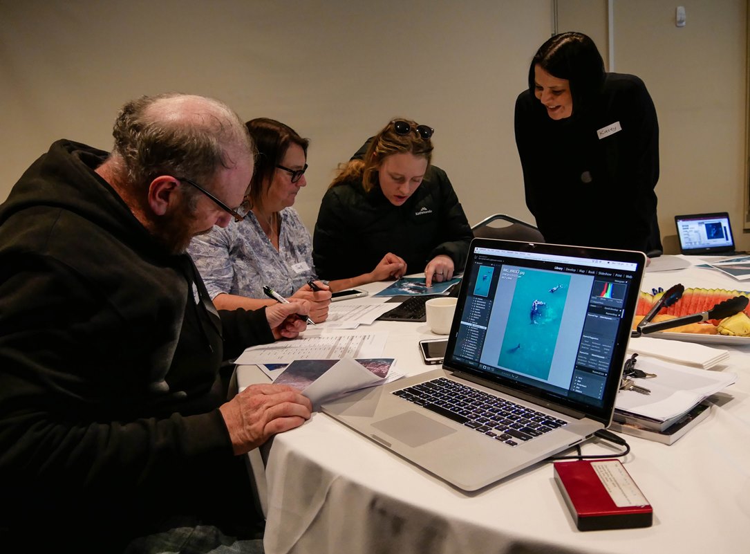 Southern Right Whale photo identification workshop for learning how to code callosity patterns 