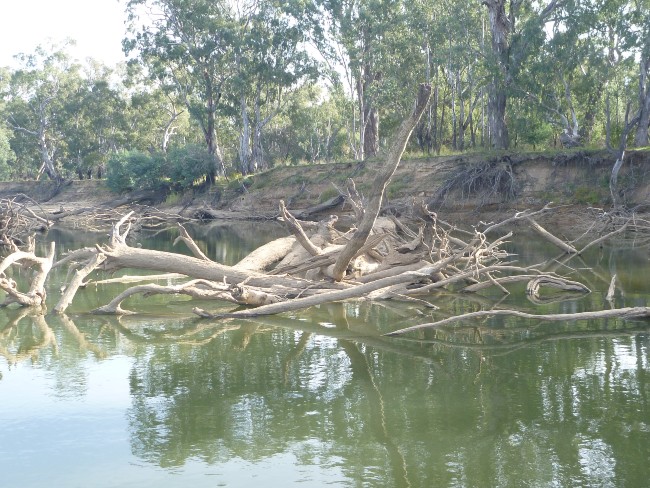 Large collection of timber in a river