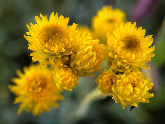 Common everlasting plant