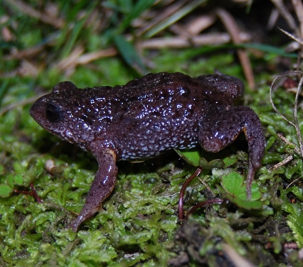 Southern Toadlet