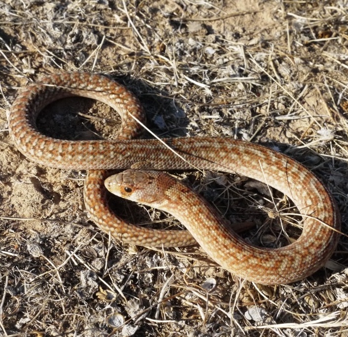 The threatened Hooded Scaly-foot, a legless lizard which in Victoria is restricted to a few grasslands