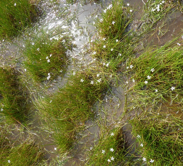Trampling by cows has decreased the cover of this wetland vegetation