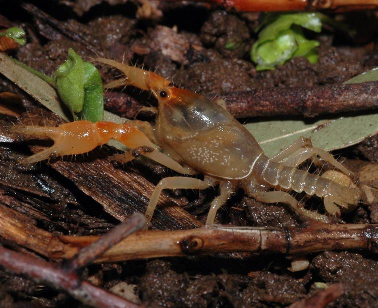 Burrowing crayfish at Mount Worth National Park