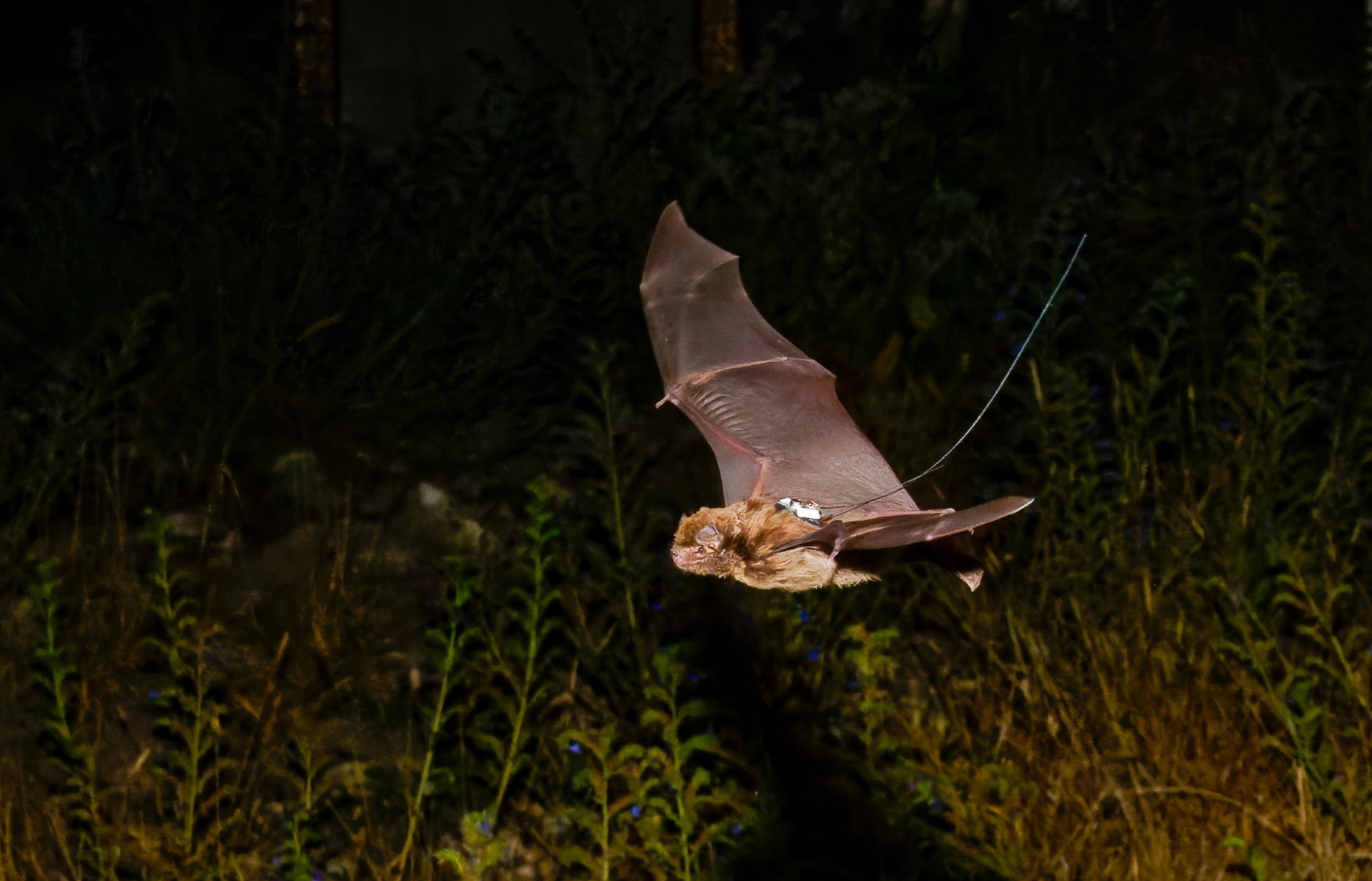 Southern Bent-winged Bat