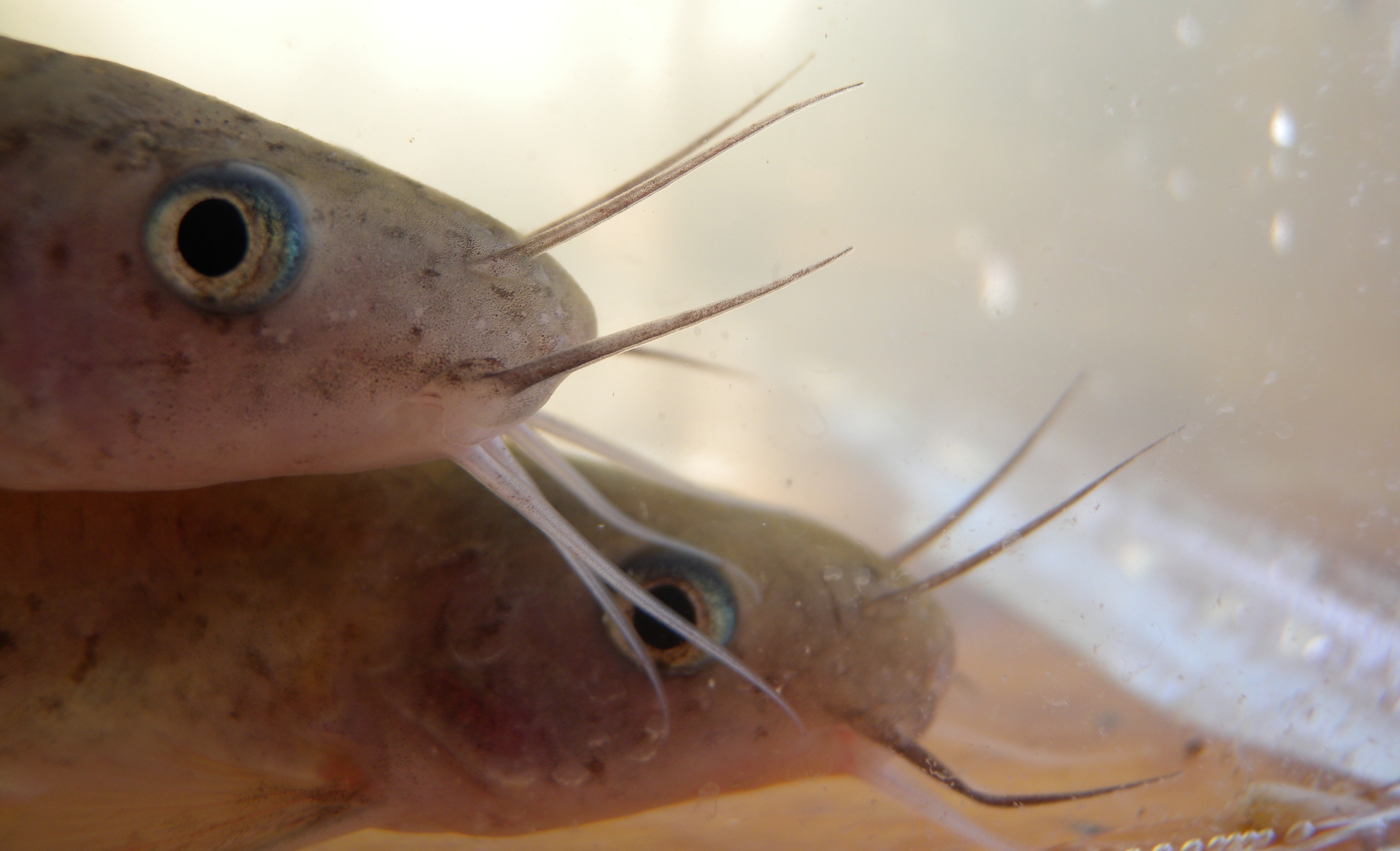 Two freshwater catfish faces