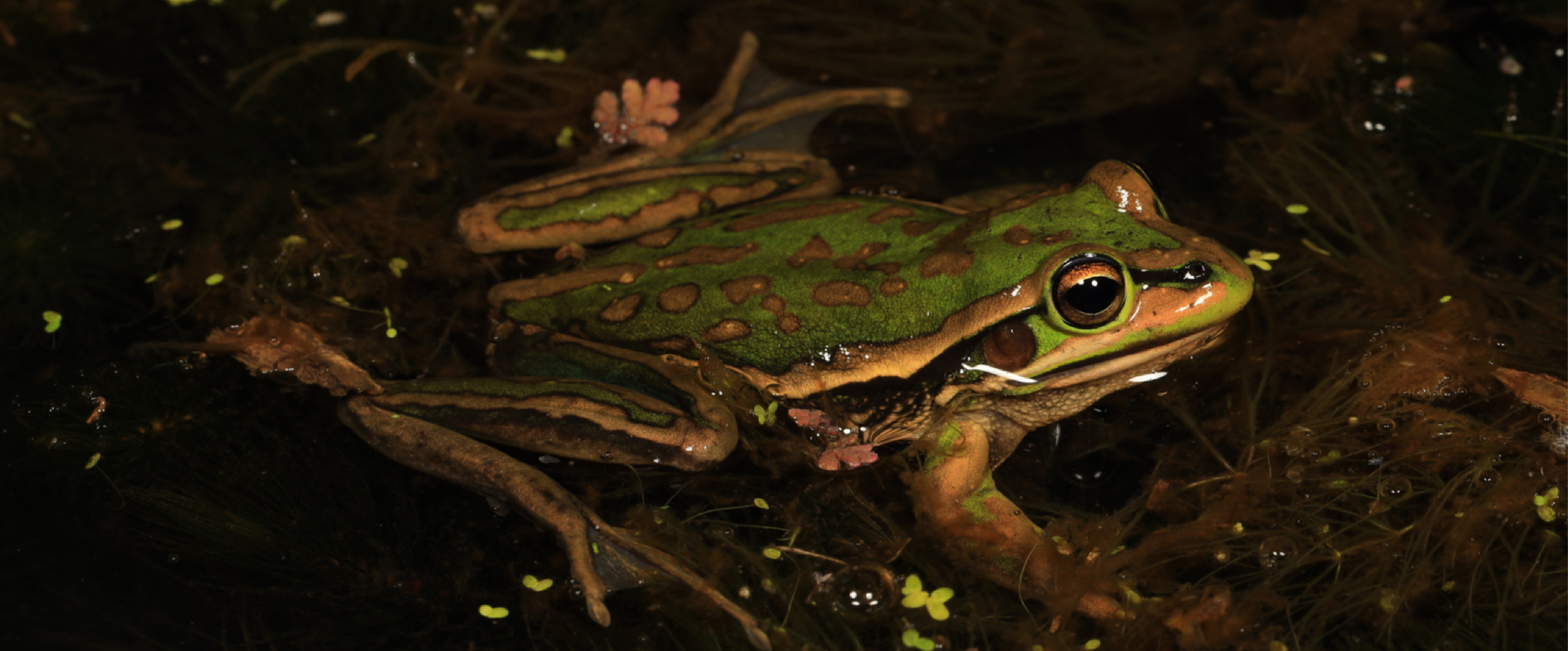 Green and Golden Bell Frog - Geoff Heard