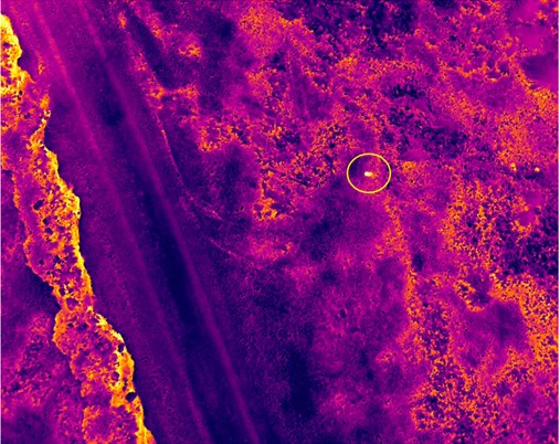 Infrared image with Rabbit circled
