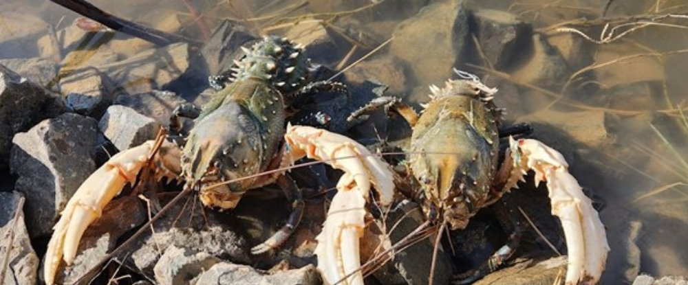 Two Murray Spiny Crayfish on the water's edge
