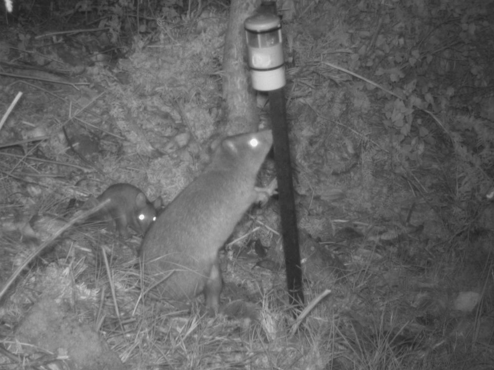 Long footed potoroo