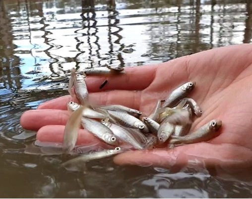 Handful of fish