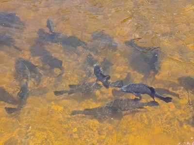 Macquarie Perch aggregation at Lake Dartmouth