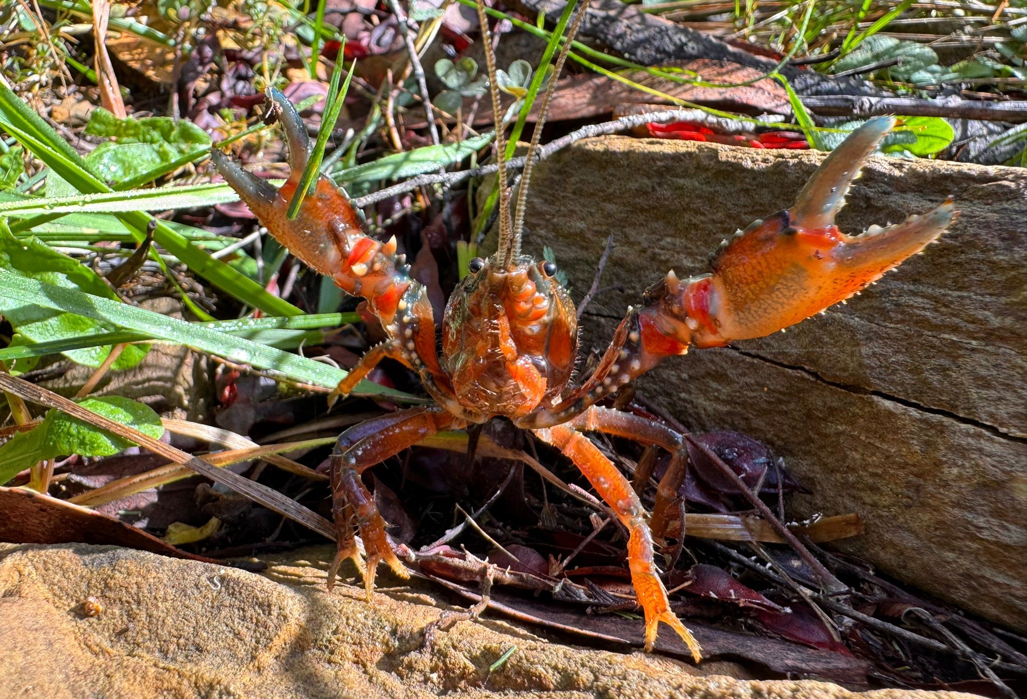 Central Highlands Spiny Crayfish