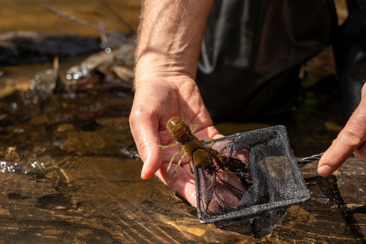 Returning a spiny crayfish to the water