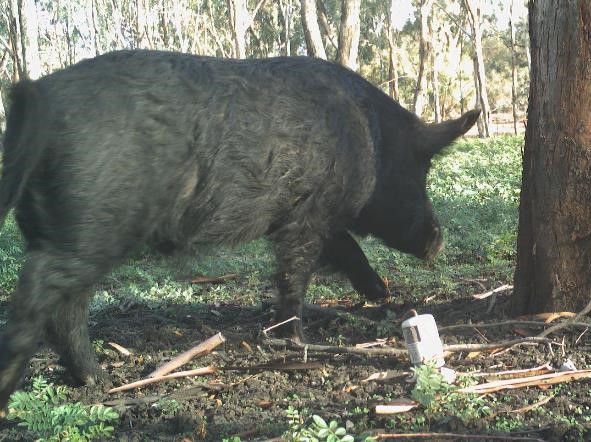 Feral pig photographed by a survey camera