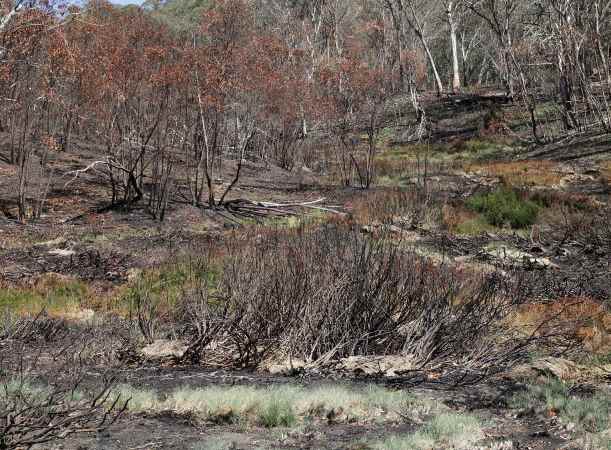 Davies Plain burnt in the 2020 bushfires (image by Parks Victoria)