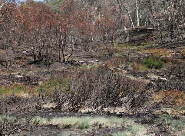 Davies Plain burnt in the 2020 bushfires (image by Parks Victoria)