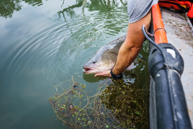 Murray Cod being released from a boat