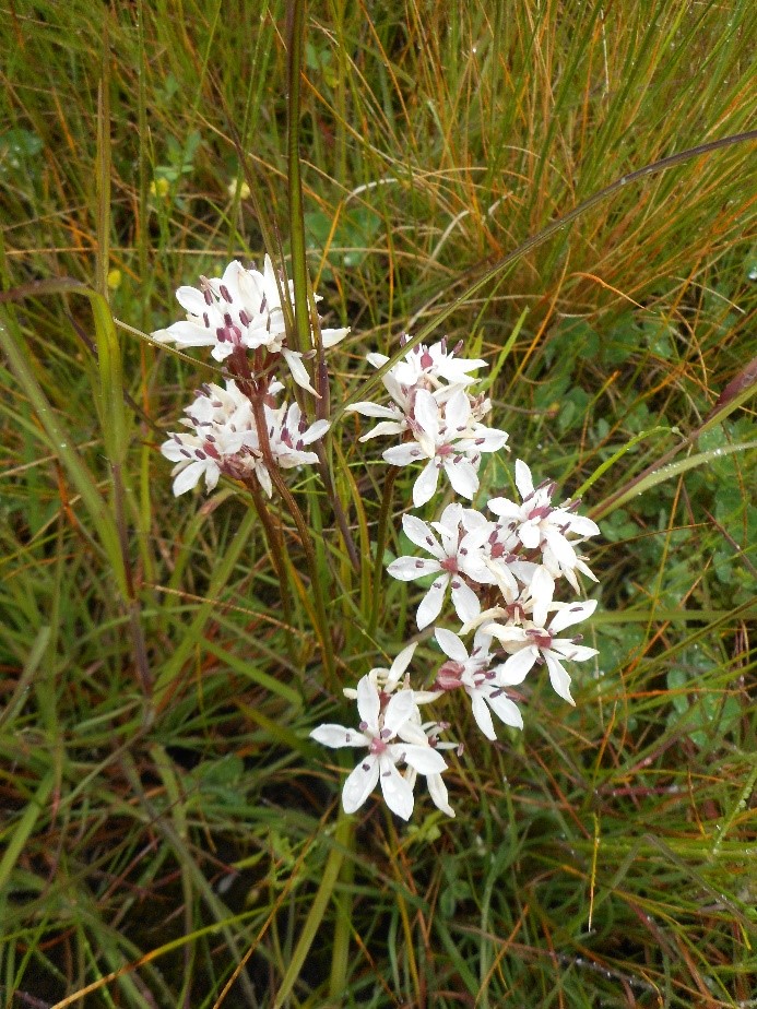 Milkmaid plant