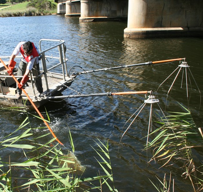 he Grassl electrofishing unit in operation in the Nicholson River estuary