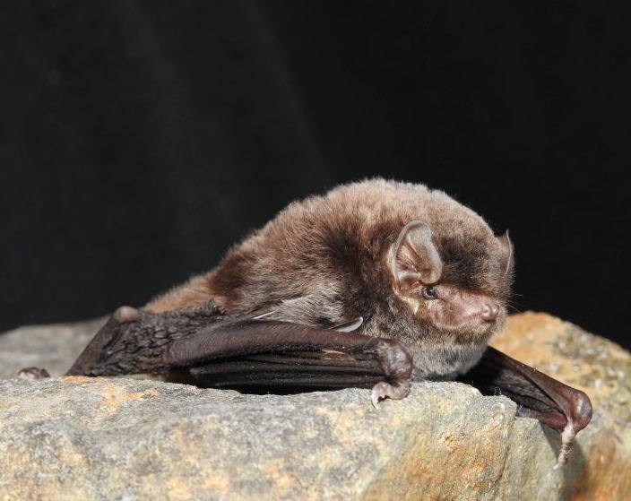 Southern Bentwing Bat