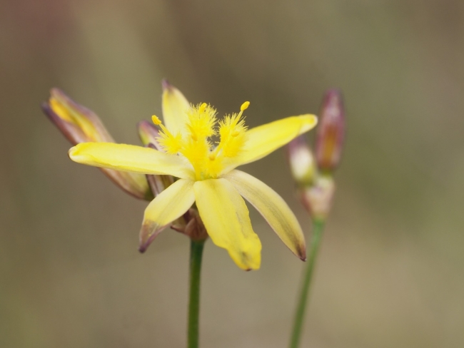 Yellow flower