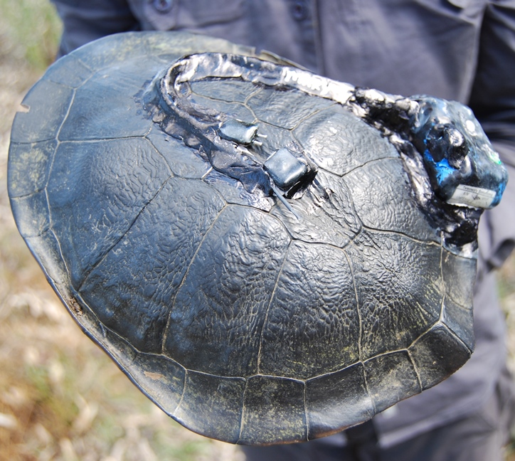 A GPS data-logger attached to a Common Long-necked turtle that will allow it's movements to be tracked