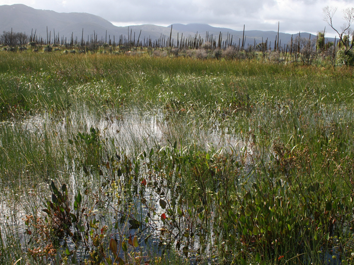 A wetland