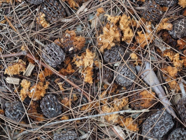 Cones of the Black Sheoak that have been opened 