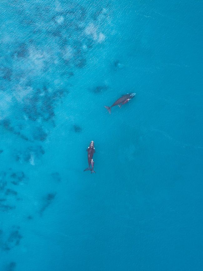 Aerial view of a mother and calf whale