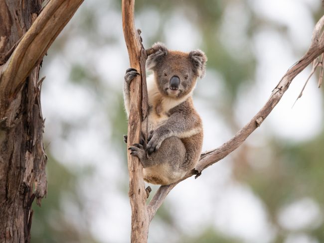 Koala in a tree